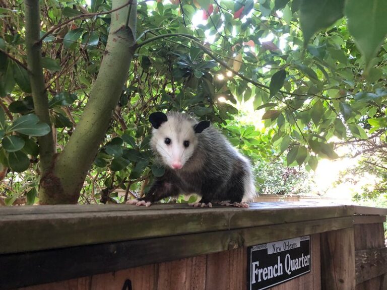 Opossums Quietly Clear Ticks From North Carolina Backyards Every Night When You Stop Chasing Them Off