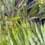 Why Green Anoles Keep Camping on North Carolina Porch Plants and the Pests They’re Eating
