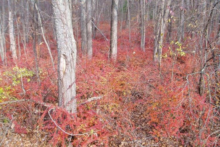 The Backyard Shrub Bringing Disease Into North Carolina Yards Before Homeowners Notice