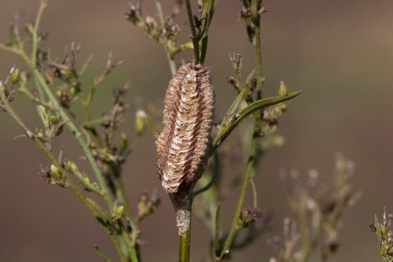 Praying Mantis Egg Cases Are Clinging to North Carolina Shrub Stems Right Now, and Leaving Them There May Support Native Wildlife This Spring