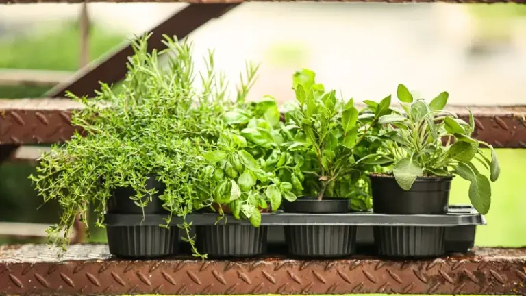 7 Florida Herbs That Actually Survive the Summer Heat When Rosemary and Everything Else Gives Up