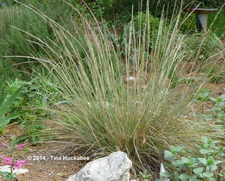 Plant a California native bunchgrass once, and dragonflies keep using your yard as a hunting strip