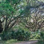 8 Central Florida Native Nurseries Worth Clearing a Whole Saturday to Visit This Fall