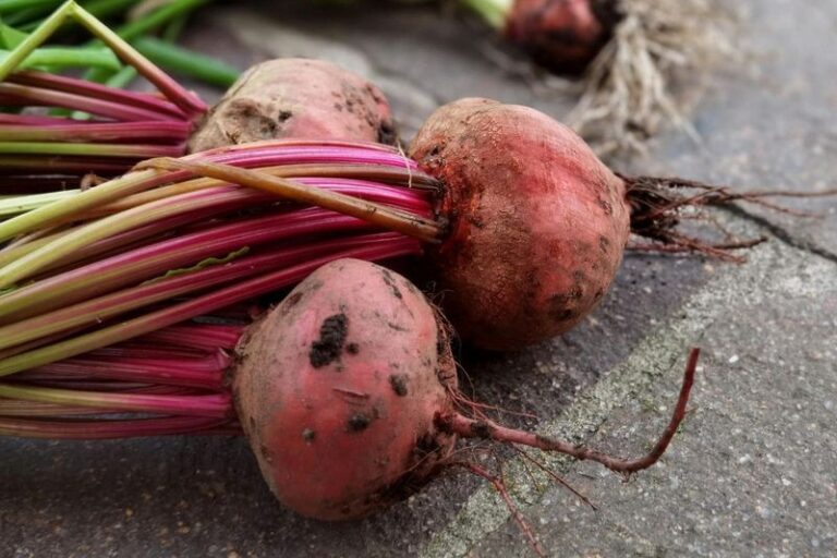 Fall Beets Grow Lush Tops but the Roots Stay Tiny and Woody – Here’s the Soil Slip Behind It