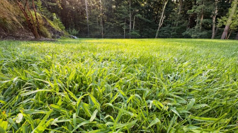 Your Crabgrass Keeps Spreading Across the Lawn – Here’s the One Product You Already Own That Kills It