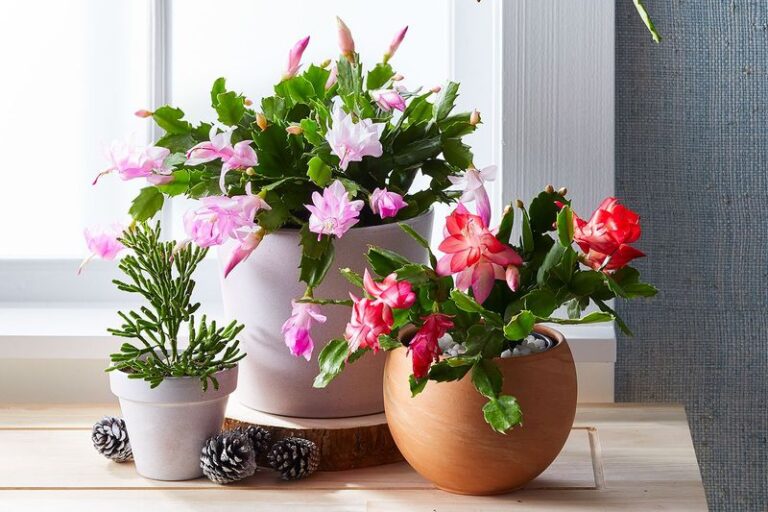 The Christmas Cactus Blooms You Want in Winter Start With One Move You Make Right Now in September