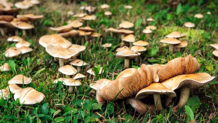 Mushrooms Keep Popping Up in Your Lawn and Beds — Here’s the Hidden Soil Story Behind Them