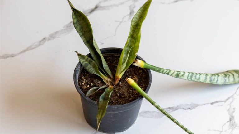 Your Snake Plant Is Drooping for One of These 7 Common Reasons — Here’s How to Bring It Back