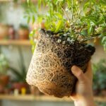 When Severe Root Crowding Slows Your Potted Fig – How to Spot the Real Problem