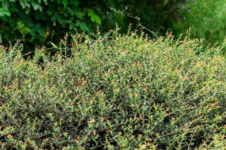 The Toughest Native Texas Shrub You Can Plant This Fall for Year-Round Cover Without Any Fuss