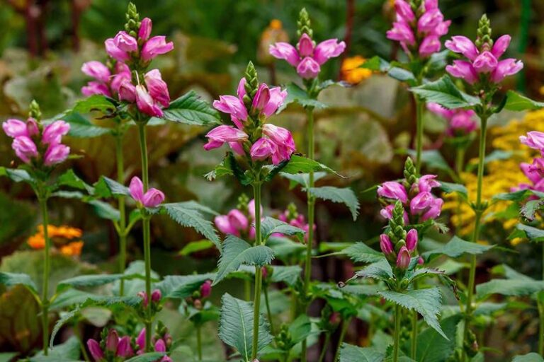 The North Carolina Perennials That Keep Looking Better As August Wears On
