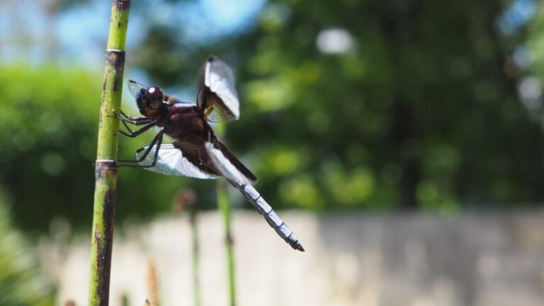More Dragonflies Over Your Central Texas Yard Means Fewer Mosquitoes Biting on the Patio