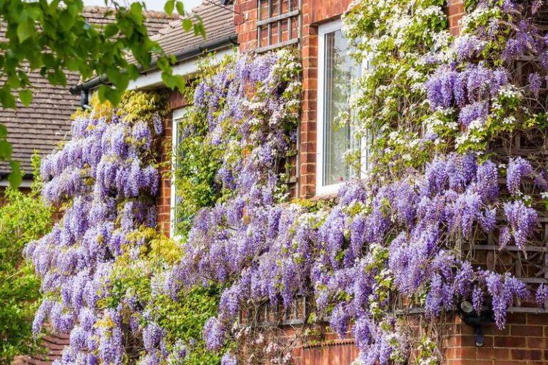 The California Climbing Plants That Screen Your Yard by Growing Up, Not Out, When Space Is Tight