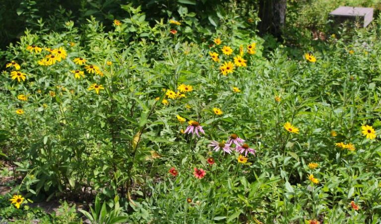 What North Carolina Gardeners Do to Get Native Perennials That Come Back Stronger After a Drought Year