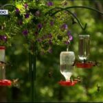 Your Hummingbirds Are Suddenly Swarming Your Feeder This September — Here’s the Fall Migration Reason Behind It