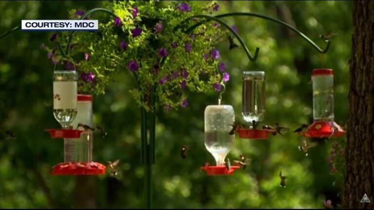 Your Hummingbirds Are Suddenly Swarming Your Feeder This September — Here’s the Fall Migration Reason Behind It