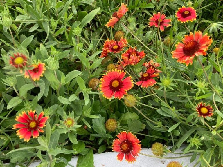 7 Florida Native Plants That Bloom Straight Through the Rainy Season When Everything Else Quits