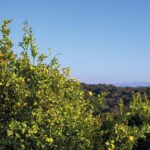 What Your California Meyer Lemons Are Telling You When They Stay Green Deep Into Fall, and When They’re Actually Ready to Pick