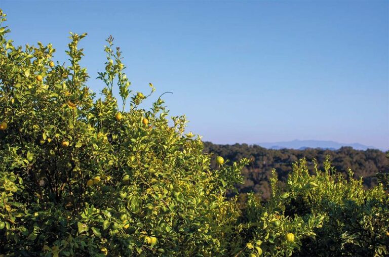 What Your California Meyer Lemons Are Telling You When They Stay Green Deep Into Fall, and When They’re Actually Ready to Pick
