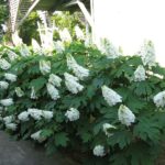 Plant Oakleaf Hydrangea Along Your Shady North Carolina Fence and Skip the Boxwood That Blights Every Summer
