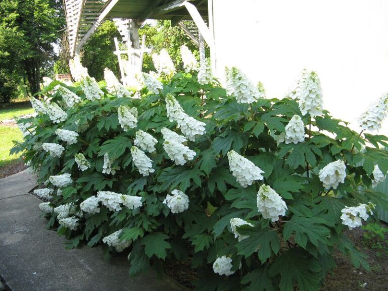 Plant Oakleaf Hydrangea Along Your Shady North Carolina Fence and Skip the Boxwood That Blights Every Summer