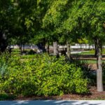 The Native Texas Porch Plant Big-Box Stores Skip That Keeps Mosquitoes Off Your Patio All Summer
