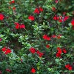 The Native Texas Salvia That Keeps a Central Texas Border Colorful Through Heat and Drought