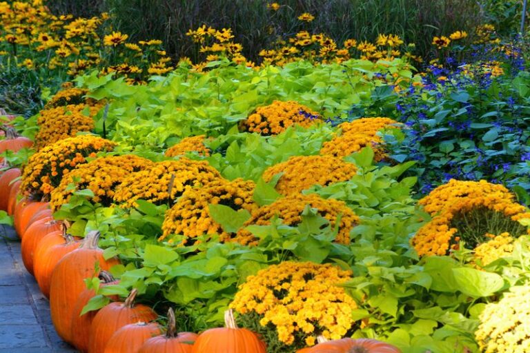 The Blooming Texas Perennial Worth Swapping In for Your Tired Summer Annuals This Fall