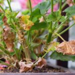 Your Geranium Leaves Turn Yellow When One Growing Condition Stays Off Too Long