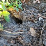 7 Florida Yard Conditions That Bring White Ibis Flocks Probing Across Your Lawn for Grubs and Mole Crickets