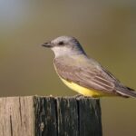 Western kingbirds hunt grasshoppers in California yards – and an exposed perch may give them a better shot