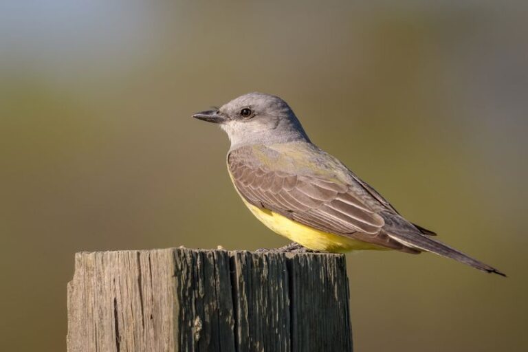Western kingbirds hunt grasshoppers in California yards – and an exposed perch may give them a better shot