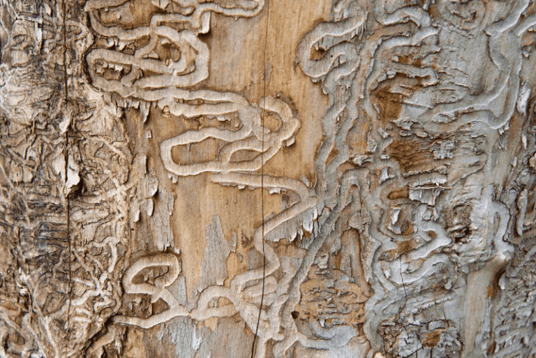 Is a Wood-Boring Beetle Killing Your Central Texas Oak This Fall, or Is Something Else to Blame?