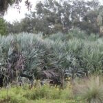 7 Florida Native Hedges That Give You Real Privacy Where a Fence Just Cracks and Fades
