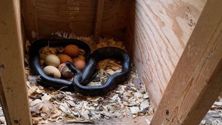 You May Never Spot the Snake, but These 16 Yard Clues Give It Away