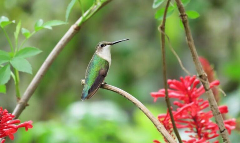 Florida hummingbirds stop hardest at yards that offer these 7 things during fall migration