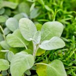 The California Herbs You Can Plant Now That Quietly Push Rats Away Before Fall Rodent Season Peaks