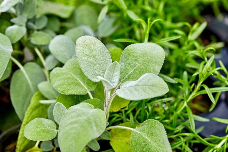 The California Herbs You Can Plant Now That Quietly Push Rats Away Before Fall Rodent Season Peaks