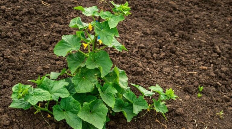 Your Cucumbers Grow Slow and Sickly No Matter How You Water – Here’s the Soil They Quietly Hate