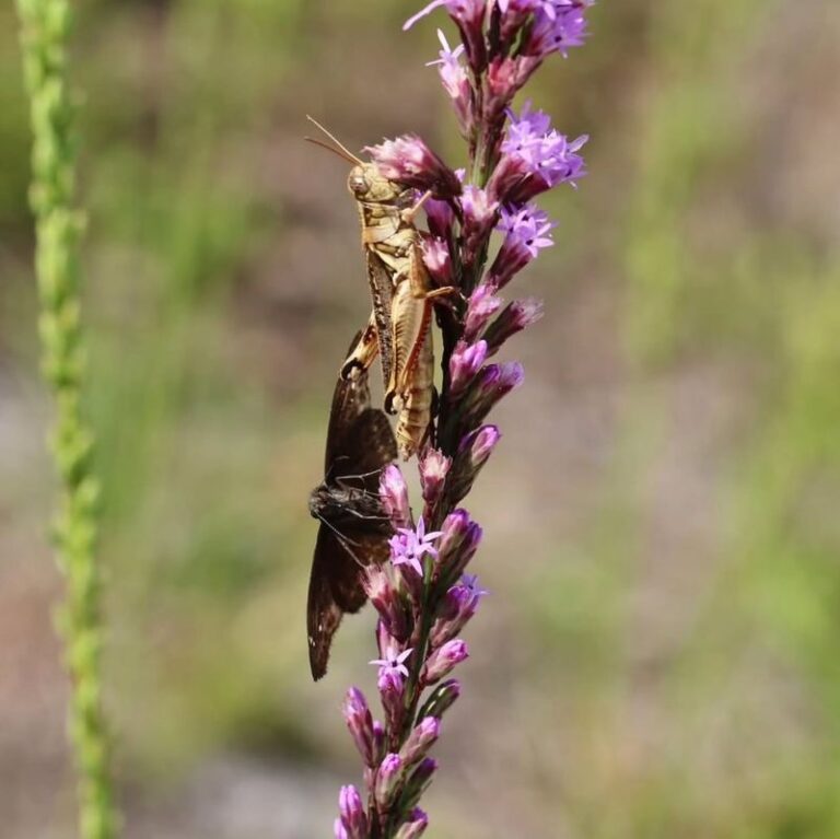 7 Florida Native Plants That Turn Cicada Killer Wasps Into Free Pest Control for Your Yard