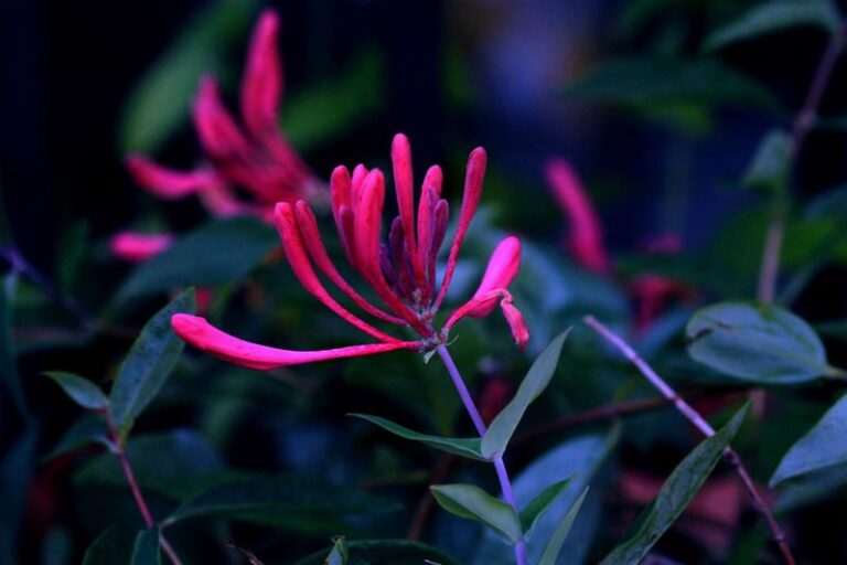 7 Florida Native Shrubs That Shade Your West-Facing Windows and Cut the Afternoon Heat Indoors