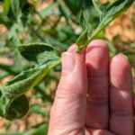 Your Tomato Leaves Curl While Staying Green for One Heat-Stress Reason