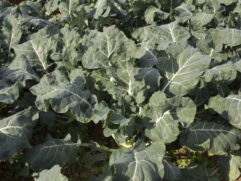 Fall Broccoli Growing Leaves but No Normal Head? A Symptom-by-Symptom Troubleshooting Guide