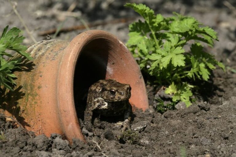 Native Toads in Your Central Texas Garden May Help Suppress Pests – Here’s How to Welcome One