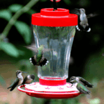 Your Hummingbirds Stopped Showing Up Even With a Full Feeder — Here’s What Changed