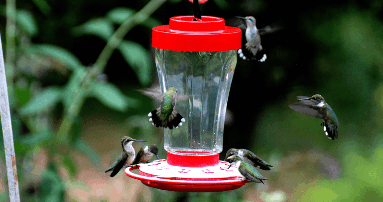 Your Hummingbirds Stopped Showing Up Even With a Full Feeder — Here’s What Changed