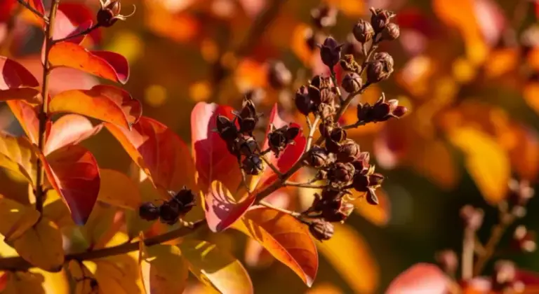 Florida crepe myrtle seed pods look messy now, but cutting them off changes more than you think