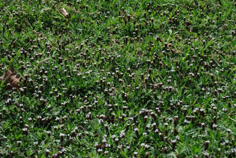 If Weeds Keep Creeping Into Your Bare Spots, This Ground-Hugging Plant Quietly Covers Them for Good