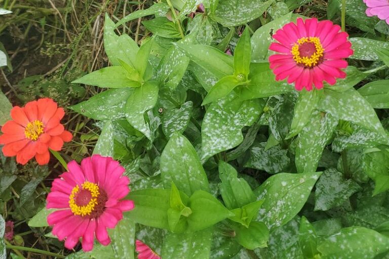 Zinnias Are Blooming Now but a Powdery White Film Is Creeping Across the Leaves – Here’s What Stops It