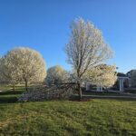 The Popular Texas Yard Tree Homeowners Are Quietly Replacing With Something Tougher